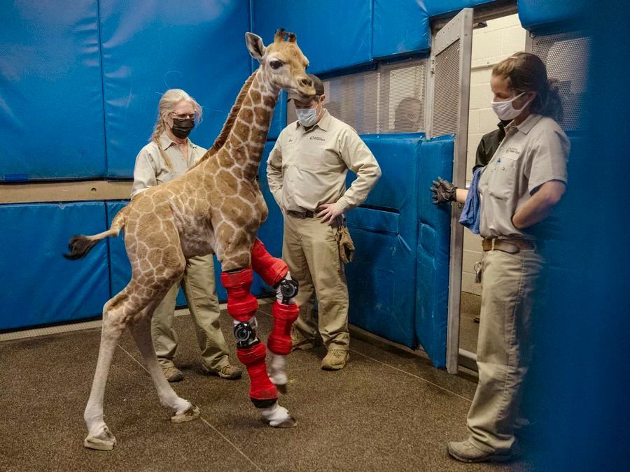 Žirafí samička Msituni se narodila s předními končetinami vychýlenými do špatného směru. Pomohl ji zkušený ortoped, který pracuje s paralympioniky.