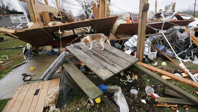 Přeživší pes prolézá trosky domu. Lafayette, Tennessee