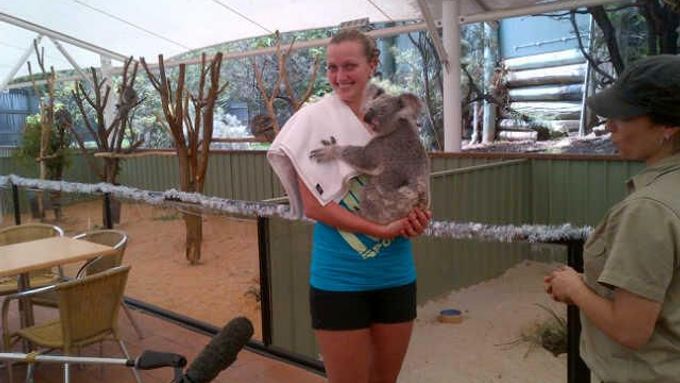 Petra Kvitová si v Austrálii našla nového chlupatého kamaráda, nedvídka koalu.