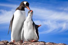 Stokilový tučňák z Antarktidy byl vyšší než dnešní člověk