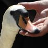 Fotogalerie: Sčítání labutí na Temži