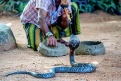 Nigerijská univerzita hledá zaklínače hadů. Chce zabránit smrtelným zraněním svých studentů