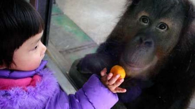 NAN-ŤING (Čína) - Čínská dívka ukazuje pomeranč orangutanovi v ZOO v Nan-ťingu v jihočínské provincii Ťiang-su. Zoologickou zahradu na Nový rok navštívilo spousty rodin s dětmi.