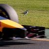 A bird stands next to the track as Red Bull Formula One driver Vettel of Germany drives past it during the second practice session of the Australian F1 Grand Prix in Melbourne