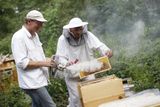 Duo včelařů se snaží každý den zajištovat pro včely ty nejlepší podmínky pro život.