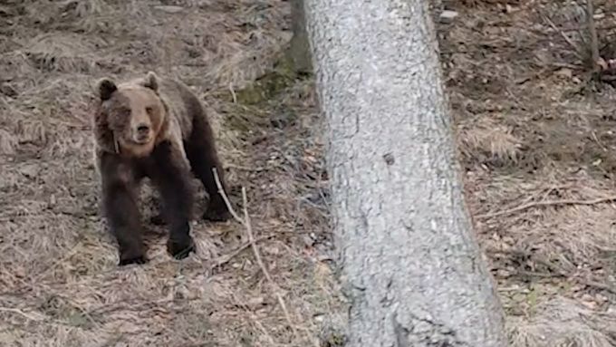 Medvědice váží 106 kilogramů a je vysoká 87 centimetrů. V Beskydech okolo Lysé hory se pohybuje už několik týdnů.