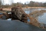 Takto vyvrátil silný vítr stromy u jezírka v Hradci Králové. Padlé kmeny přitom leží v jedné linii s dalšími poškozenými místy.