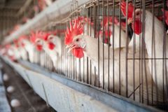 V Nizozemsku vybijí kvůli ptačí chřipce 11 tisíc kuřat