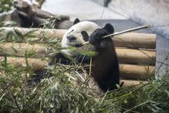 Čína chce rozeznávat pandí obličeje, aplikace má sloužit k ochraně zvířat