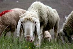 Francouzský farmář nechal zapsat ovce na základní školu, aby zabránil uzavření třídy