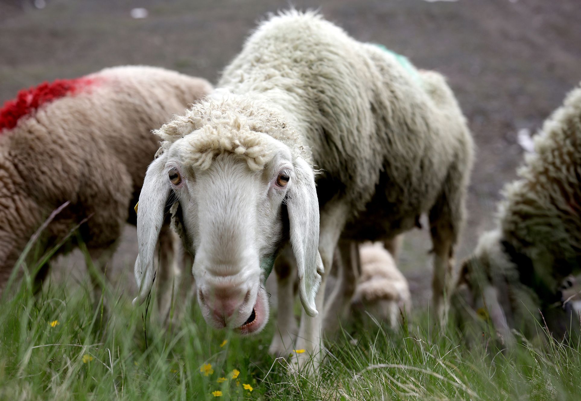 Fotogalerie / Ovce v Alpách / Reuters / 17