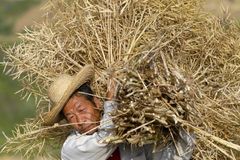 Čína má problém. Pětina její zemědělské půdy je zamořená