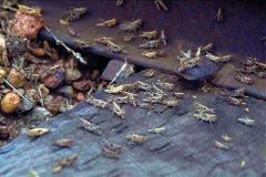 Čínu ničí kobylky, povolala armádu špačků