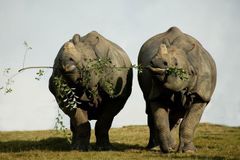 Plevel vhání asijské nosorožce pytlákům do náruče