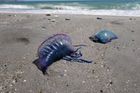 Španělské pláže zaplavily desítky žahavých "medúz". Některá místa museli uzavřít