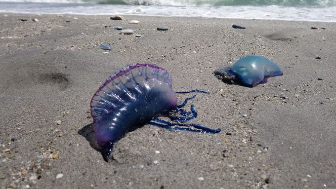 Španělské pláže zaplavily žahavé "medúzy" měchýřovky portugalské