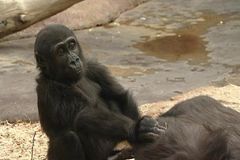 Gorilka Moja odejde z Prahy. Rodinu založí ve Španělsku
