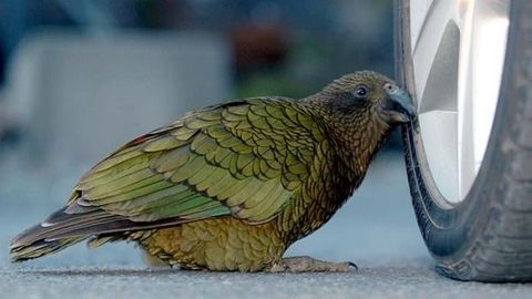 Záhada s divně postavenými silničními kužely vyřešena. Při činu přistihli papoušky