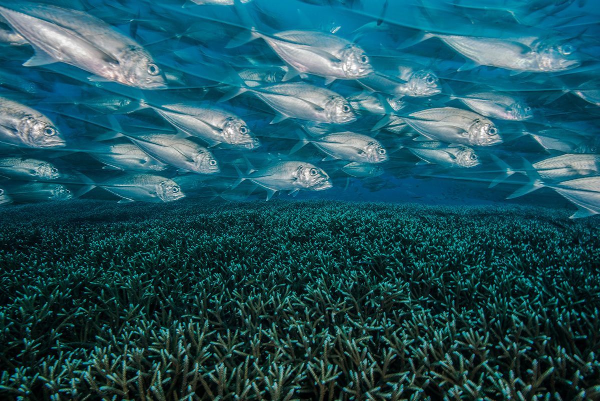 Underwater Photographer of the Year 2017: Vítězové soutěže