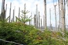 Sedm stromů se na Šumavě vytěží, ale osm nových vyroste, tvrdí nový výzkum parku