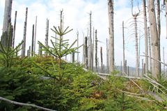 Mrtvé dřevo ročně uvolní uhlík ve výši globálních emisí z fosilních paliv
