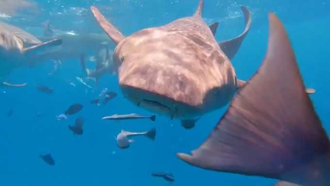 Žralok spolknul kameru potápěče, ta vše natočila