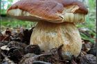 Přeháňky a ochlazení houbám pomohly, nejvíc rostou na Šumavě