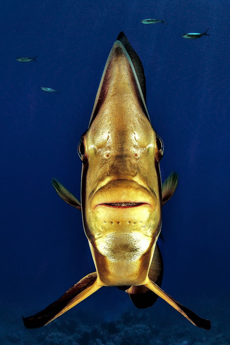 Underwater Photographer of the Year 2017: Vítězové soutěže