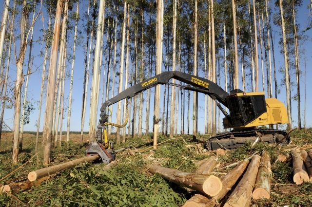 Kulatina, kácení stromů, těžba dřeva - ilustrační foto