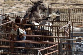 Odchyt divokých koní v americkém Utahu