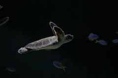 Vědci chtějí vrátit světu vyhynulou želvu z Galapág