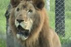 Turistka nedodržela bezpečnostní opatření, zabil ji lev