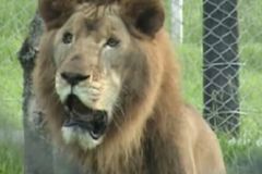 Internet dojímá lev, který se dostal po 13 letech na svobodu