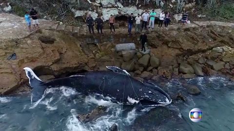 Velryba, kterou zachránily desítky lidí, byla nalezena mrtvá na pláži