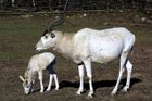 Africká asociace vyšetřuje zoo v JAR kvůli antilopám z Prahy