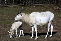 Africká asociace vyšetřuje zoo v JAR kvůli antilopám z Prahy
