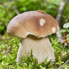 Hřib smrkový - pravák - houba - houby