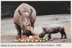 Čeští nosorožcí dorazili do svého nového domova v Keni