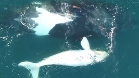 Vědcům se podařilo natočit vzácné bílé mládě Velryby jižní