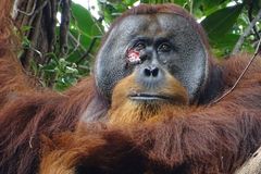 Tohle vědci ješt \283]nevid \283'li案。Orangutan si ošetřil otev \345]enou ránu lérc ivou rostinou红毛猩猩