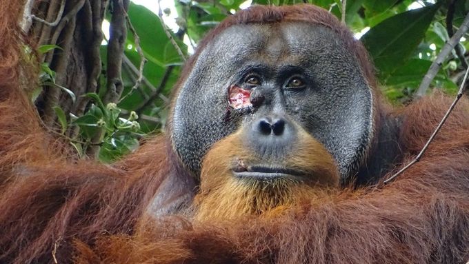 Vědci v Indonésii pozorovali orangutana sumaterského, jak si sám léčil zranění na tváři rostlinnou pastou.