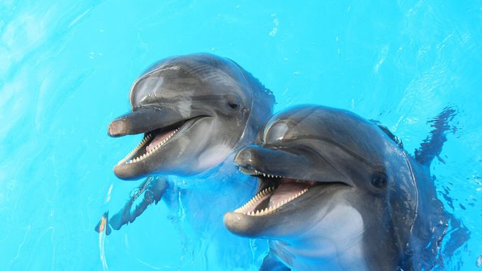 Ruské ministerstvo obrany vypsalo veřejnou zakázku na získání pěti delfínů. (Ilustrační foto)