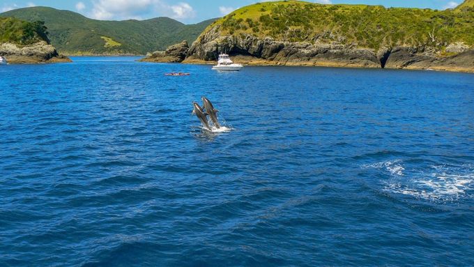 Počet delfínů vracejících se do Bay of Islands se za posledních dvacet let rapidně snížil.