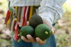 Nový Zéland hlásí málo avokádových stromů, lidé čekají v pořadníku a zloději kradou plody ze stromů