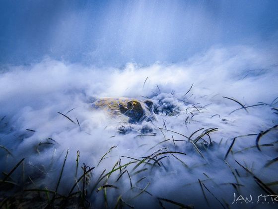 Výstava Czech Nature Photo Jan Stria, ukázky z tvorby vítěze soutěže Czech Nature Photo 2019