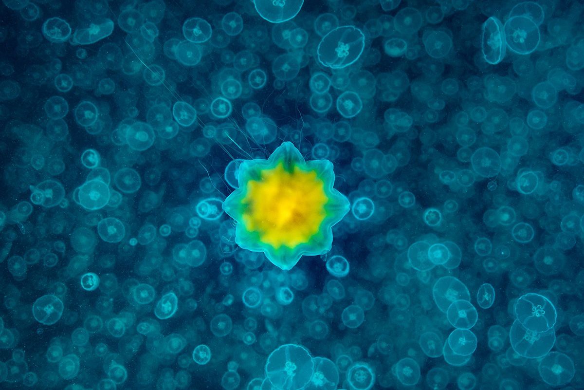Underwater Photographer of the Year 2017: Vítězové soutěže