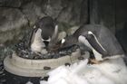Homosexuální pár tučňáků v Sydney si po první adopci osvojil druhé vejce