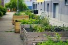 Foto: Komunitní zahrady v Praze slouží jako zelené oázy uprostřed tepelného ostrova