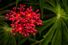 Happy end u rostlin: Botanická zahrada odhaluje tajemství