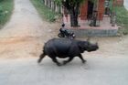 Zuřivý nosorožec utekl ze zoo. Na tržišti usmrtil ženu